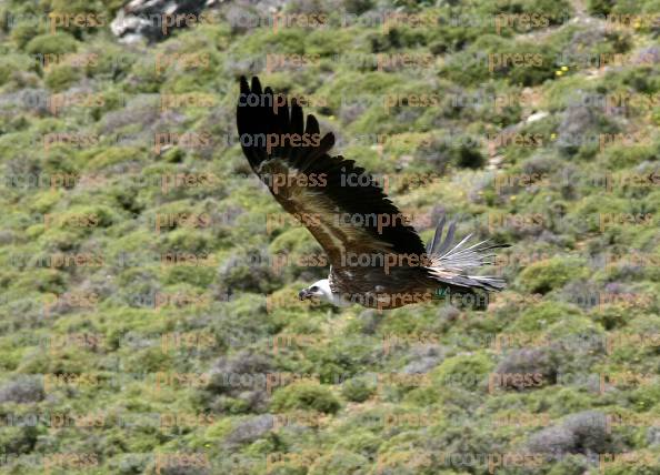 ΑΠΕΛΕΥΘΕΡΩΣΗ-ΓΥΠΩΝ-ΓΕΡΑΚΙΝΩΝ-ΟΡΟΣ-ΚΟΦΙΝΟΣ