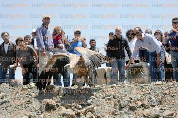 ΑΠΕΛΕΥΘΕΡΩΣΗ-ΓΥΠΩΝ-ΓΕΡΑΚΙΝΩΝ-ΟΡΟΣ-ΚΟΦΙΝΟΣ-3