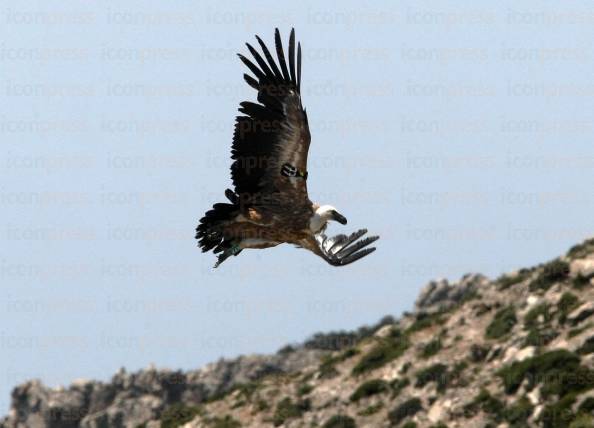 ΑΠΕΛΕΥΘΕΡΩΣΗ-ΓΥΠΩΝ-ΓΕΡΑΚΙΝΩΝ-ΟΡΟΣ-ΚΟΦΙΝΟΣ-4